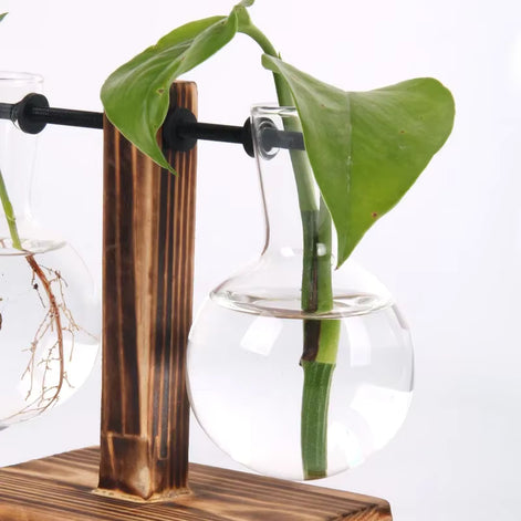 Floria Pflanzenterrarium – Glaskolben-Vase mit Holzständer